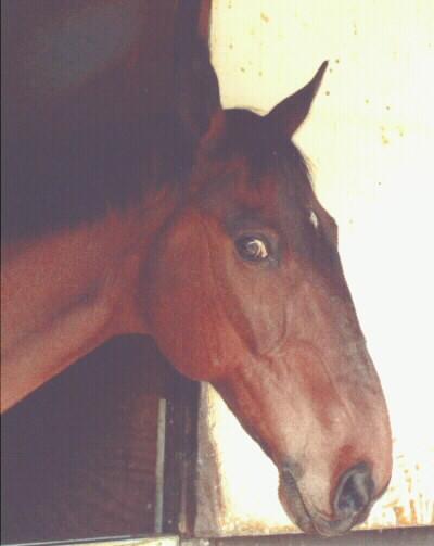 Picture of Bacchus Looking out of His Stall