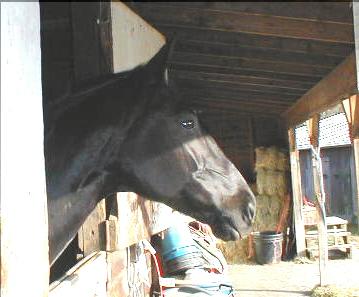 Picture of Luci Looking out of her box stall