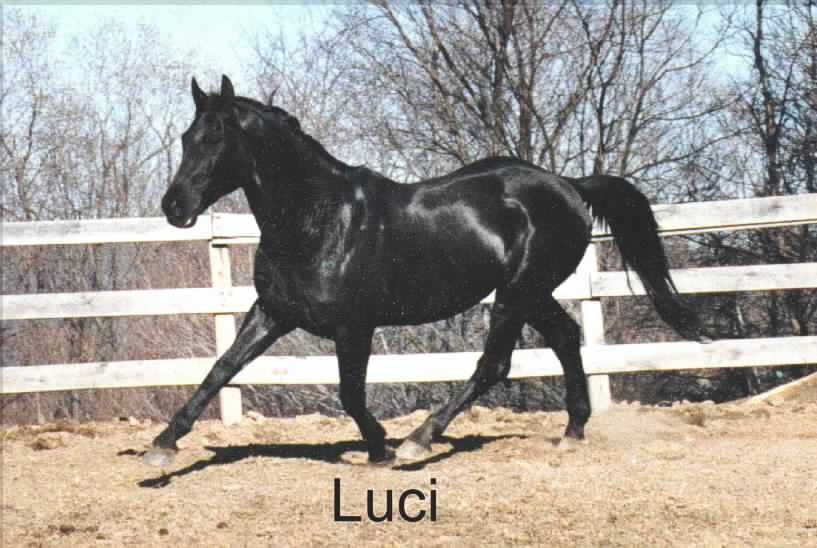 Picture of Luci running