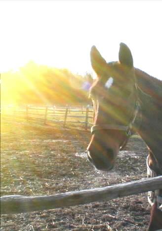 Roncalli with Sun Streaks